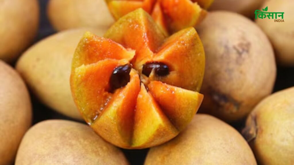 एक ग्लास पानी में थोड़ा बुझा हुआ चूना डालें और उसमें चीकू का टुकड़ा डालें. अगर पानी का रंग बदलता है या बुलबुले उठते हैं, तो समझिए फल केमिकल से पकाया गया है. यह घरेलू तरीका काफी असरदार है.