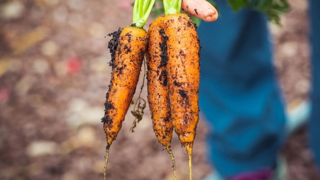 How to Grow Fresh and Healthy Carrots at Home: Easy Steps for Tasty and Nutritious Harvest