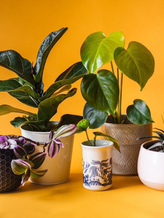 सर्दियों में इनडोर पौधे मुरझा रहे हैं? अपनाएं ये Hacks