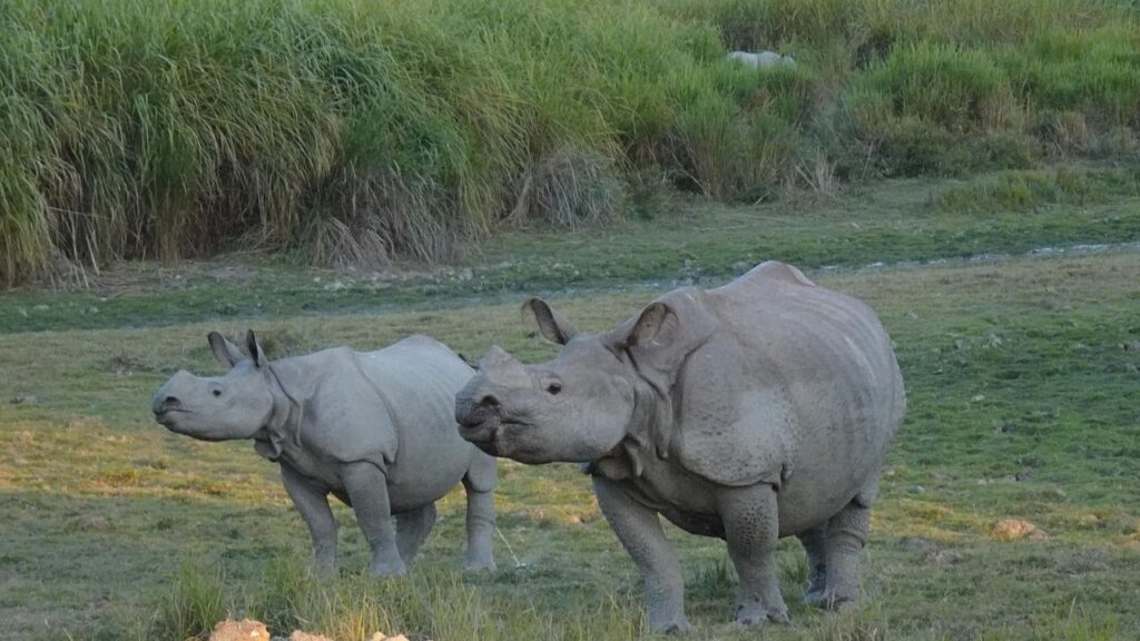 वन दुर्गा सिर्फ जंगल की रखवाली नहीं कर रहीं, बल्कि वे जंगलों में स्थानीय समुदायों को प्राकृतिक आपदाओं, बाढ़, और अवैध कटाई जैसे मुद्दों पर भी जागरूक कर रही हैं. वन दुर्गा सिर्फ जंगल की रखवाली नहीं कर रहीं, बल्कि वे जंगलों में स्थानीय समुदायों को प्राकृतिक आपदाओं, बाढ़, और अवैध कटाई जैसे मुद्दों पर भी जागरूक कर रही हैं.