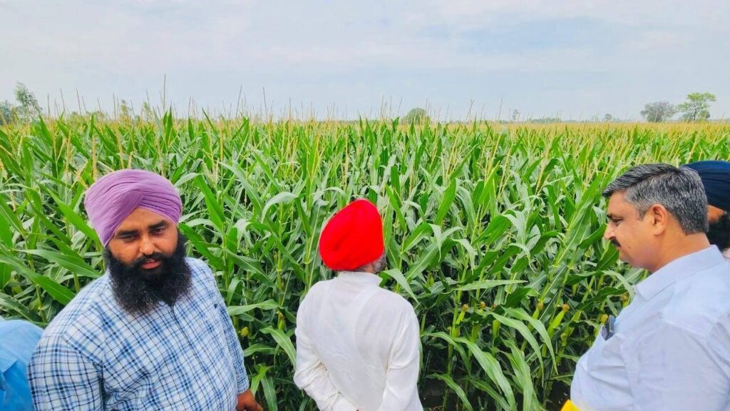 मक्का एक ऐसी बहुउपयोगी फसल है जिसे खरीफ, रबी और जायद, तीनों मौसमों में उगाया जा सकता है. यह पोषक तत्वों से भरपूर होती है और हर तरह की मिट्टी में अच्छे जल निकासी के साथ सफलतापूर्वक उगाई जा सकती है.