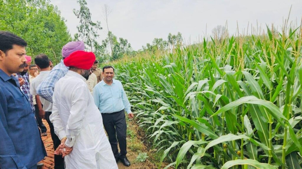 कृषि मंत्री बलदेव सिंह औलख ने बताया कि क्षेत्र के किसान अब साठा धान की जगह मक्का जैसी वैकल्पिक और लाभकारी फसलें अपना रहे हैं, जो सरकार की कृषि नीति और भविष्य के जल संरक्षण के प्रयासों के अनुकूल एक बड़ा बदलाव है.
