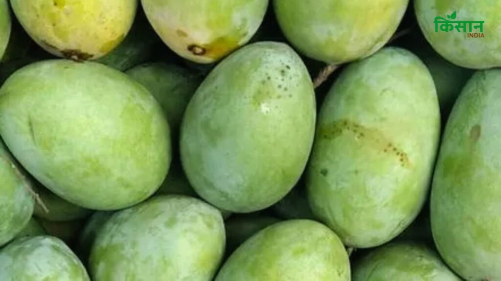 Malda Mango (बिहार का ऐतिहासिक आम): इस किस्म की शुरुआत शेर शाह सूरी के समय में हुई थी और यह बिहार में सबसे ज्यादा लोकप्रिय है. इसका रंग पीला-सुनहरा होता है और गूदा बेहद मीठा. यह आम स्वाद में इतना खास होता है कि एक बार खाने पर बार-बार खाने का मन करता है.
