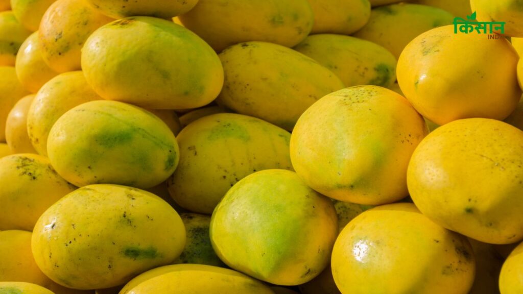 आंध्र प्रदेश हर साल करीब 12 लाख मीट्रिक टन आम उगाता है, जो देश के कुल उत्पादन का 22% है. यहां के अल्फांसो, सफेदा और तोतापुरी आम न सिर्फ देश में बल्कि अमेरिका और लंदन तक की मार्केट में मशहूर हैं.