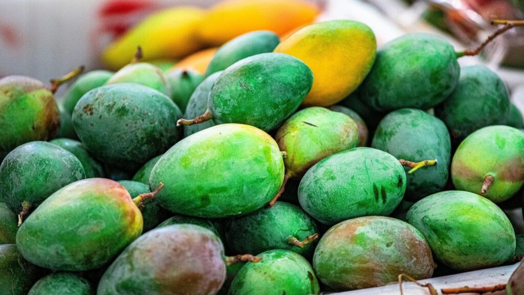 पके हुए हापुस आम को एक हफ्ते के भीतर खा लेना चाहिए. एक हफ्ते बाद इसका स्वाद हल्का पड़ने लगता है, इसलिए लोग ताजे आम को ही ज्यादा पसंद करते हैं. पके हुए हापुस आम को एक हफ्ते के भीतर खा लेना चाहिए. एक हफ्ते बाद इसका स्वाद हल्का पड़ने लगता है, इसलिए लोग ताजे आम को ही ज्यादा पसंद करते हैं.