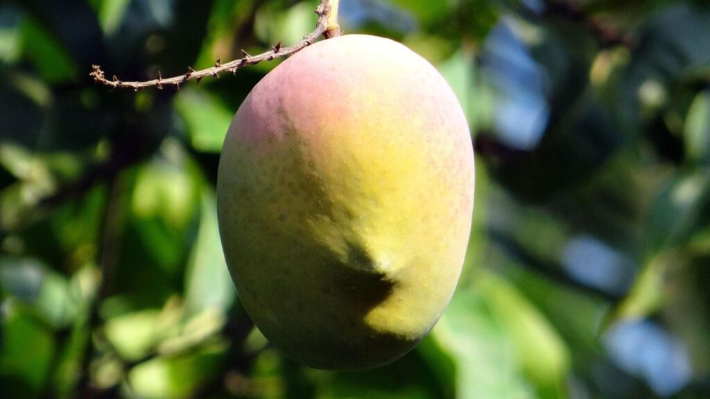 इस साल 2024 में अल्फांसो आम की कीमत 1200 से 1500 रुपये तक पहुंच गई है, जिससे किसानों की आमदनी में जबरदस्त उछाल आया है और आर्थिक स्थिति मजबूत हुई है. इस साल 2024 में अल्फांसो आम की कीमत 1200 से 1500 रुपये तक पहुंच गई है, जिससे किसानों की आमदनी में जबरदस्त उछाल आया है और आर्थिक स्थिति मजबूत हुई है.