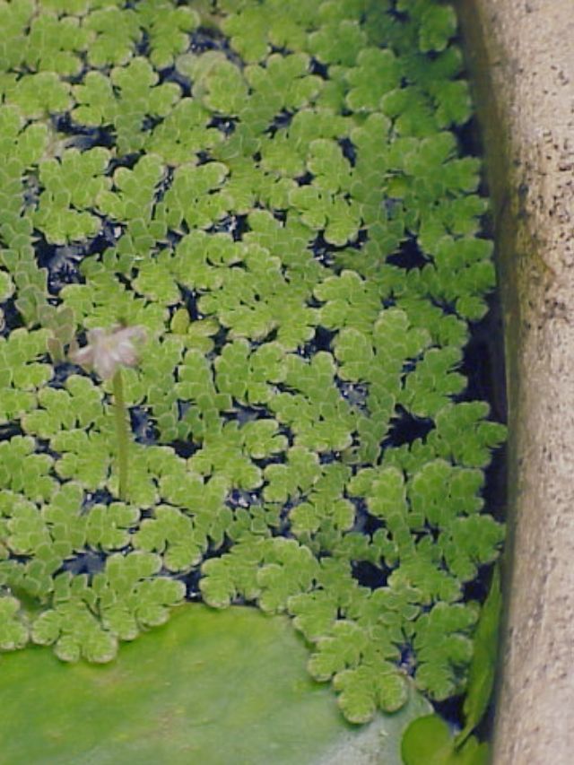 गाय, भैंस हो या मछली, ये हरी घास सभी के लिए है सुपरफूड!