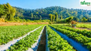 21वीं किस्त जारी होते ही हरियाणा में बड़ा ऐलान, किसानों की बढ़ जाएगी कमाई.. पूरा प्लान तैयार
