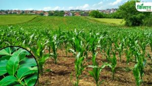 सिक्किम की तरह झारखंड में होगी जैविक खेती, किसानों की बढ़ेगी कमाई.. एक्शन प्लान तैयार