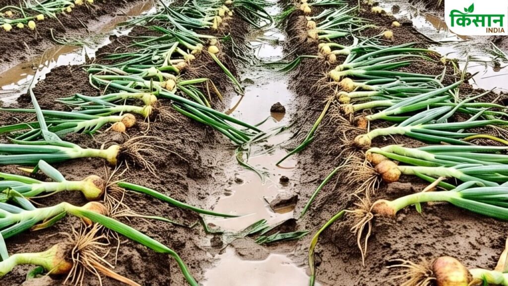 Onion crop ruined due to rain