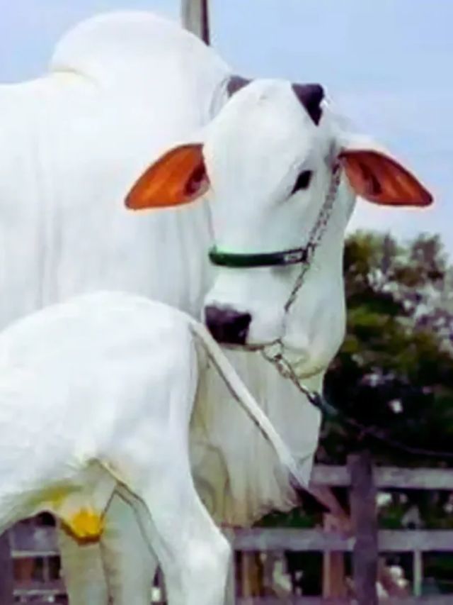 Yalangoch sargish jinsiy aloqa