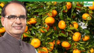 संतरा क्लीन प्लांट बनाने की घोषणा, ब्यूटी प्रोडक्ट-दवाइयों में इस्तेमाल होगा छिलका