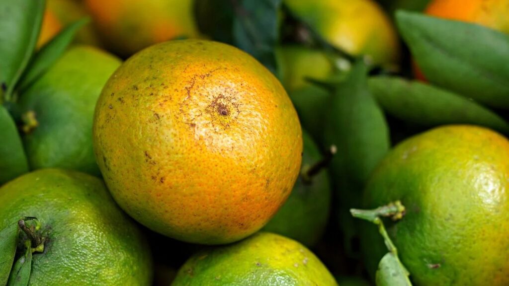 कूर्ग संतरा अपने स्वाद और खुशबू के लिए जाना जाता है. इसका आकार मध्यम, मोटा छिलका और अंदर के मुलायमका गूदे के साथ हल्का खट्टा-मीठा और बहुत ही खुशबूदार होता हैं. जिसके चलते यह दिसंबर से फरवरी तक बाजार में खूब बिकता है. कूर्ग संतरा अपने स्वाद और खुशबू के लिए जाना जाता है. इसका आकार मध्यम, मोटा छिलका और अंदर के मुलायमका गूदे के साथ हल्का खट्टा-मीठा और बहुत ही खुशबूदार होता हैं. जिसके चलते यह दिसंबर से फरवरी तक बाजार में खूब बिकता है.