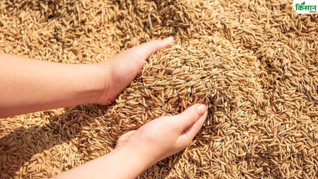 New ‘Goa Dhan-5’ Paddy Variety Offers Hope to Farmers Battling Flooded Fields