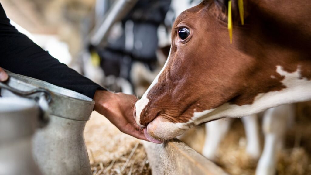 प्याज, पुदीना, सौंफ और गोंद कतीरा का अर्क मिलाकर पानी देने से मवेशियों की इम्यूनिटी बढ़ती है. इससे गर्मी में उनका स्वास्थ्य बेहतर रहता है और दूध उत्पादन भी संतोषजनक होता है. प्याज, पुदीना, सौंफ और गोंद कतीरा का अर्क मिलाकर पानी देने से मवेशियों की इम्यूनिटी बढ़ती है. इससे गर्मी में उनका स्वास्थ्य बेहतर रहता है और दूध उत्पादन भी संतोषजनक होता है.