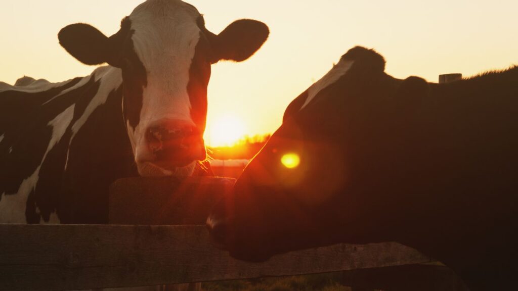 गर्मियों में मवेशियों को तेज धूप से बचाना बेहद जरूरी होता है. इसके लिए उन्हें हमेशा किसी छायादार जगह पर बांधें, ताकि वे सीधी धूप में न रहें और गर्मी से राहत पा सकें. गर्मियों में मवेशियों को तेज धूप से बचाना बेहद जरूरी होता है. इसके लिए उन्हें हमेशा किसी छायादार जगह पर बांधें, ताकि वे सीधी धूप में न रहें और गर्मी से राहत पा सकें.