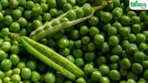 सिर्फ हरी नहीं, मटर की ये किस्में भी हैं कमाल की!