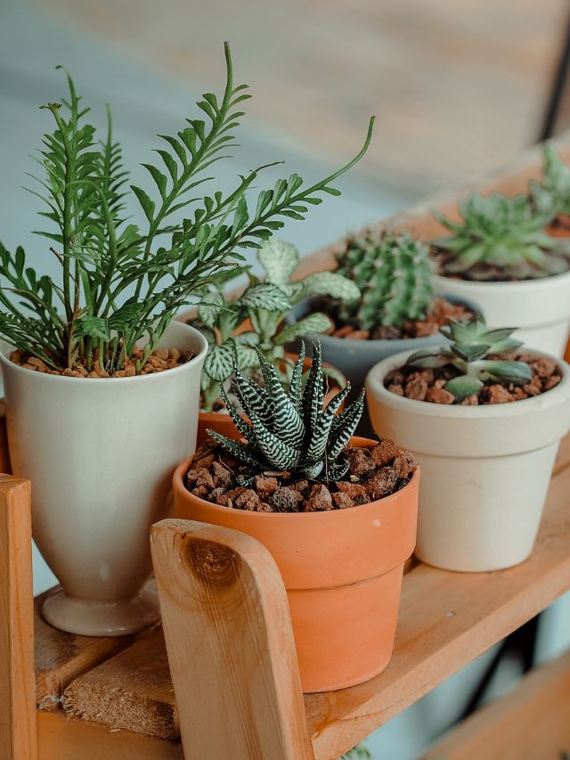 सर्दियों में लगाएं ये 5 पौधे, घर बनेगा फ्रेश और पॉजिटिव!