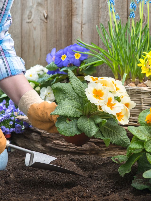 धूप बढ़ते ही पौधों पर मंडराया खतरा, आज से ही अपनाएं ये टिप्स!