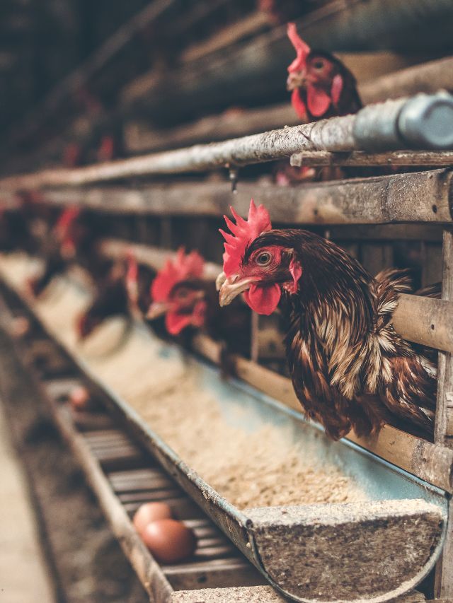 सावधान! ये 1 रोग बर्बाद कर सकता है आपकी पूरी Poultry