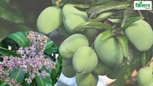 आम के बौर से लेकर फल तक पर पाउडरी मिल्ड्यू का हमला, बचाव के लिए तुरंत करें ये उपाय