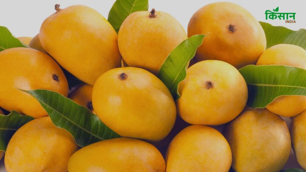 Raspuri Mango (मैसूर की खास पहचान): मैसूर क्षेत्र में बड़े पैमाने पर उगाया जाने वाला यह आम गर्मियों के दौरान यानी मई-जून में आता है. इसका आकार अंडाकार होता है और लंबाई 4 से 6 इंच तक होती है. दही, स्मूदी और जैम में इसका स्वाद लाजवाब होता है.