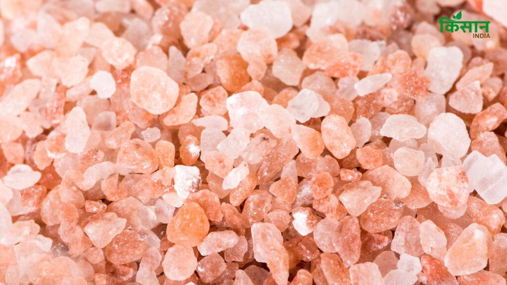 Sendha Namak सॉल्ट होता है जो प्राकृतिक रूप में पाया जाता है. इसमें आयोडिन नहीं होता, लेकिन अन्य खनिज तत्वों की भरपूर मात्रा होती है. यह शरीर में नमक की कमी को प्राकृतिक तरीके से पूरा करता है.