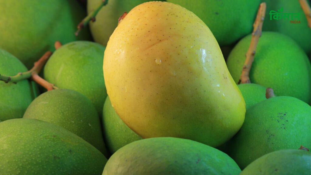 भारत वैश्विक आम उत्पादन में लगभग 50% का योगदान देता है. यहां का गर्म और नम मौसम आम की खेती के लिए बेहद अनुकूल माना जाता है, जिससे हर साल करोड़ों टन आम पैदा होते हैं.