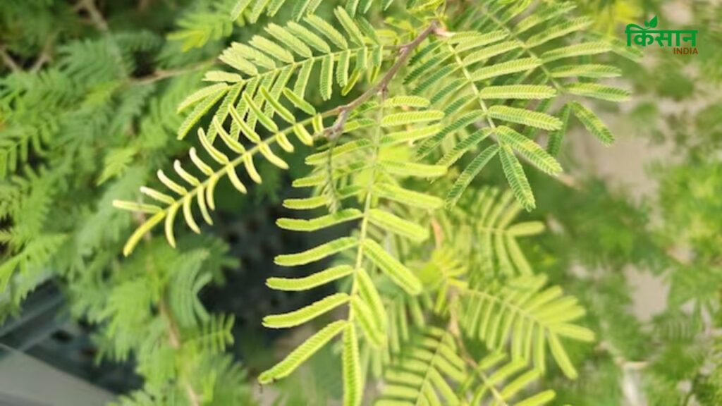 यदि तुलसी और शमी को एक साथ लगाया जाए तो तुलसी का शुभ प्रभाव खत्म हो सकता है, जिससे न केवल मानसिक अशांति बढ़ेगी बल्कि आर्थिक समस्याएं भी उत्पन्न हो सकती हैं. यदि तुलसी और शमी को एक साथ लगाया जाए तो तुलसी का शुभ प्रभाव खत्म हो सकता है, जिससे न केवल मानसिक अशांति बढ़ेगी बल्कि आर्थिक समस्याएं भी उत्पन्न हो सकती हैं.