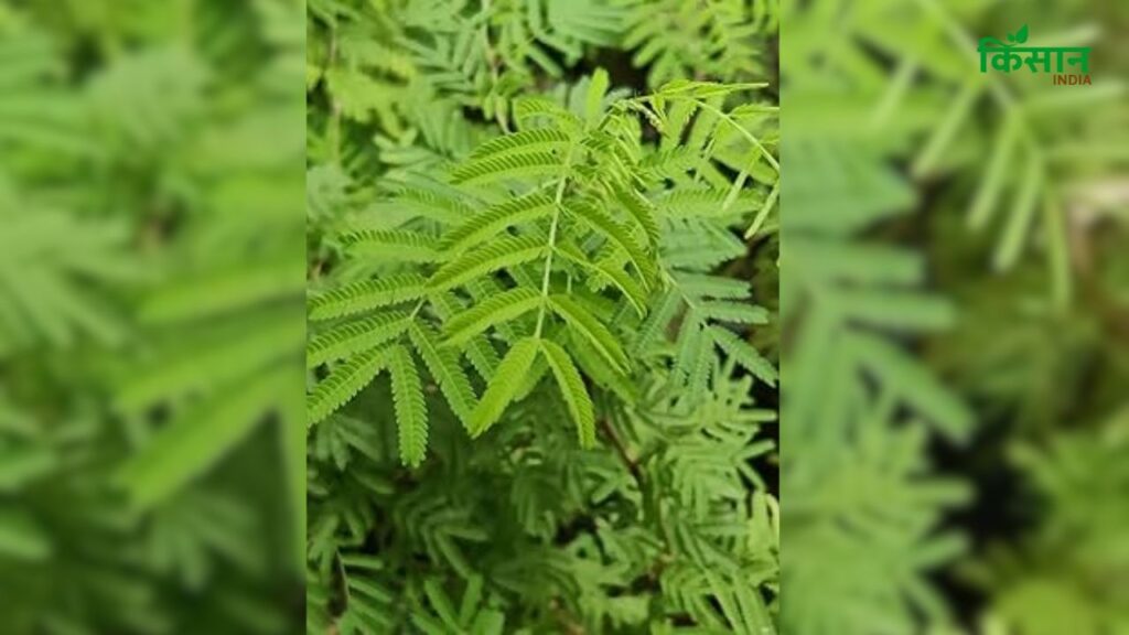 शमी का पौधा जरूर लगाएं लेकिन तुलसी से दूर किसी अन्य शुभ स्थान पर. इससे दोनों पौधों के सकारात्मक प्रभाव घर में बने रहेंगे और वास्तु दोष से भी बचाव होगा. (Disclaimer: इस खबर में दी गई जानकारी केवल सामान्य ज्ञान पर आधारित है.) शमी का पौधा जरूर लगाएं लेकिन तुलसी से दूर किसी अन्य शुभ स्थान पर. इससे दोनों पौधों के सकारात्मक प्रभाव घर में बने रहेंगे और वास्तु दोष से भी बचाव होगा. (Disclaimer: इस खबर में दी गई जानकारी केवल सामान्य ज्ञान पर आधारित है.)