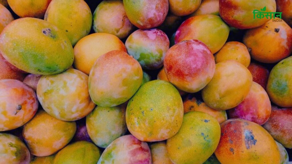 Mango MSP