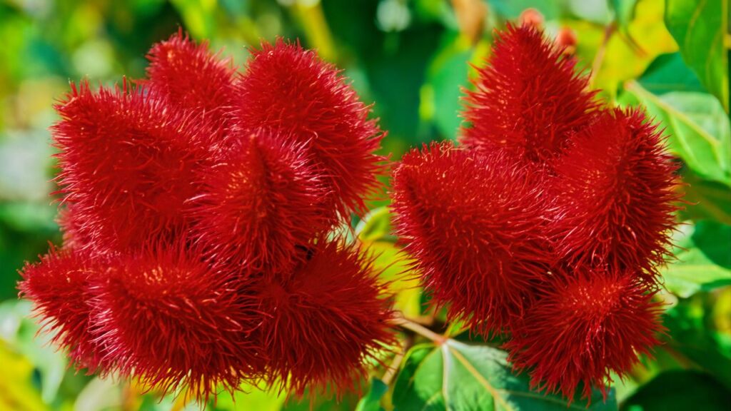 भारत में अन्नाटा या सिंदूर पेड़ की खेती झारखंड, छत्तीसगढ़, ओडिशा, असम और मिजोरम जैसे राज्यों में की जाती है. इन क्षेत्रों की जलवायु और मिट्टी इस पेड़ की खेती के लिए उपयुक्त मानी जाती है.