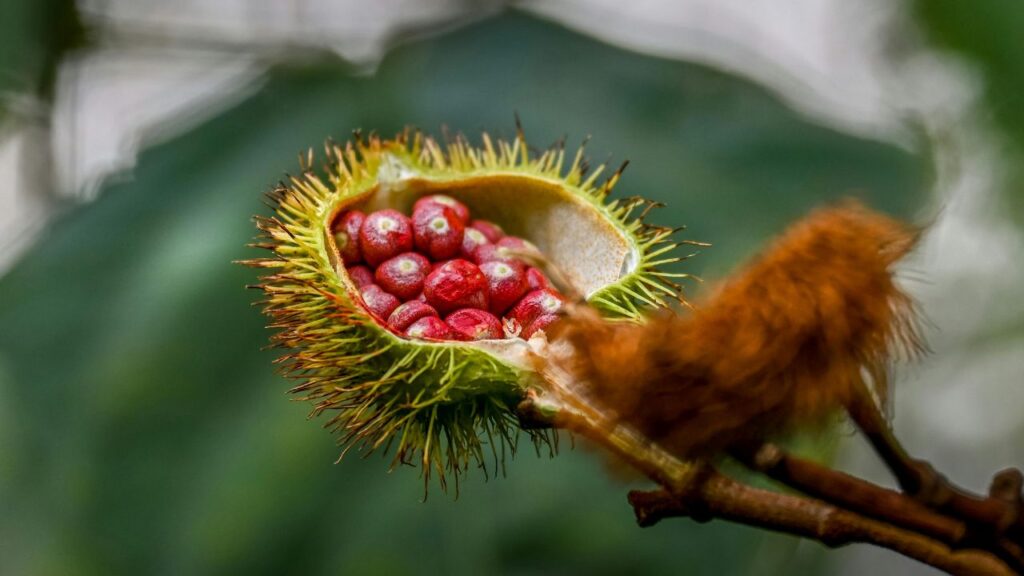 अन्नाटा फल के बीजों से बना सिंदूर एंटीऑक्सीडेंट, एंटीफंगल और एंटीबैक्टीरियल गुणों से भरपूर होता है. पारंपरिक चिकित्सा पद्धतियों में इसका उपयोग त्वचा रोग, आंखों की जलन और घावों पर मरहम के रूप में भी किया जाता रहा है.