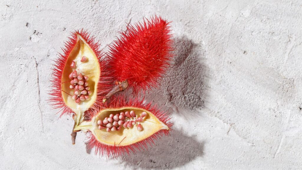 सिंदूर के फल को तोड़कर उसके बीज अलग किए जाते हैं. फिर इन बीजों को धूप में सुखाया जाता है और महीन पीसकर लाल रंग का पाउडर तैयार किया जाता है. इस पाउडर में हल्दी और नीम जैसे हर्बल तत्व मिलाकर शुद्ध सिंदूर तैयार किया जाता है.