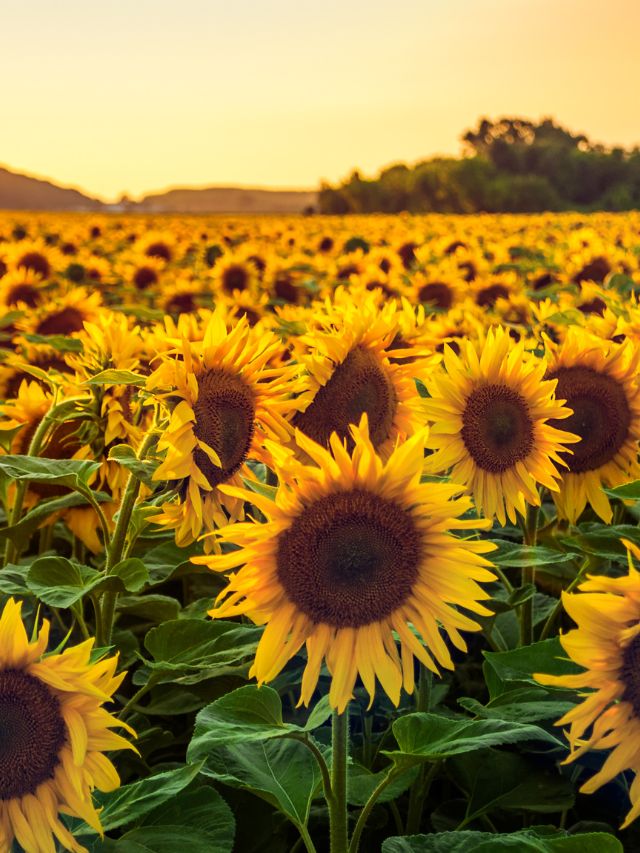 क्या गमले में उगा सकते हैं सूरजमुखी के फूल? जानें