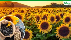 सूरजमुखी बीज की खरीद प्रक्रिया में घोटाले का आरोप, सड़कों पर उतरेंगे किसान सूरजमुखी बीज की खरीद प्रक्रिया में घोटाले का आरोप, सड़कों पर उतरेंगे किसान