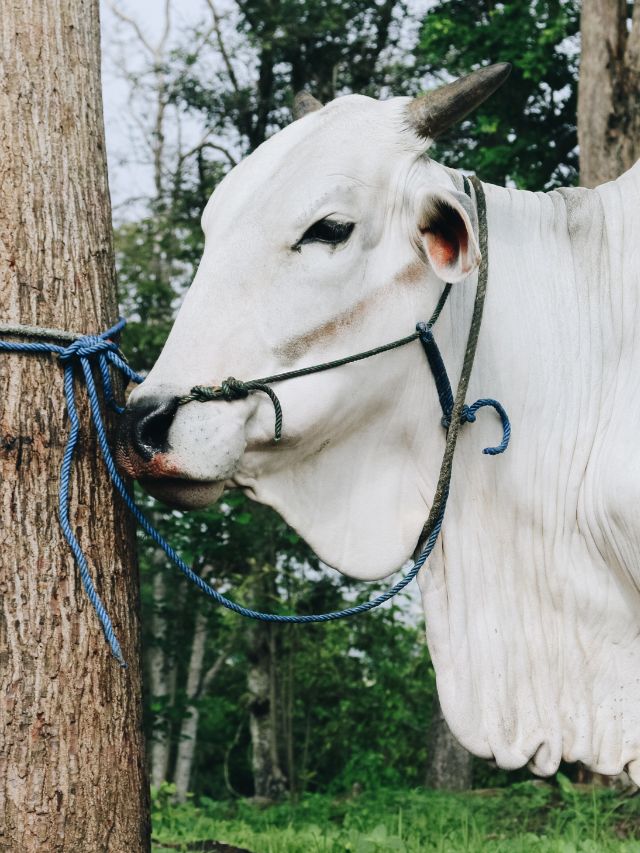 किसानों के लिए ‘दुधारू सोना’ है ये गाय, जानें फायदे!