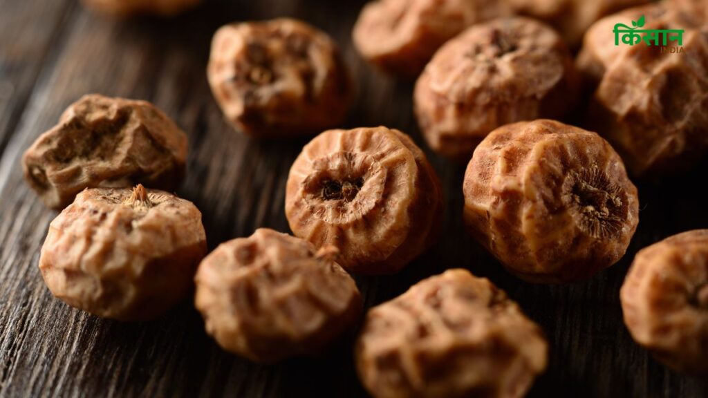 टाइगर नट्स तुरंत ऊर्जा प्रदान करते हैं, इसलिए थकावट या कमजोरी महसूस होने पर इसका सेवन शरीर को तुरंत एक्टिव बना देता है. यह खासतौर पर व्यस्त दिनचर्या वाले लोगों के लिए फायदेमंद होता है.