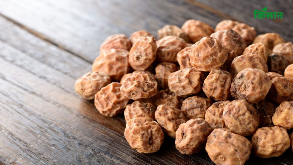 इसमें मौजूद विटामिन E त्वचा में निखार लाने के साथ-साथ उसे ग्लोइंग बनाता है. साथ ही यह बालों की जड़ों को पोषण देता है जिससे बाल मजबूत, घने और चमकदार बनते हैं.  (Disclaimer: इस खबर में दी गई जानकारी केवल सामान्य ज्ञान पर आधारित है.)