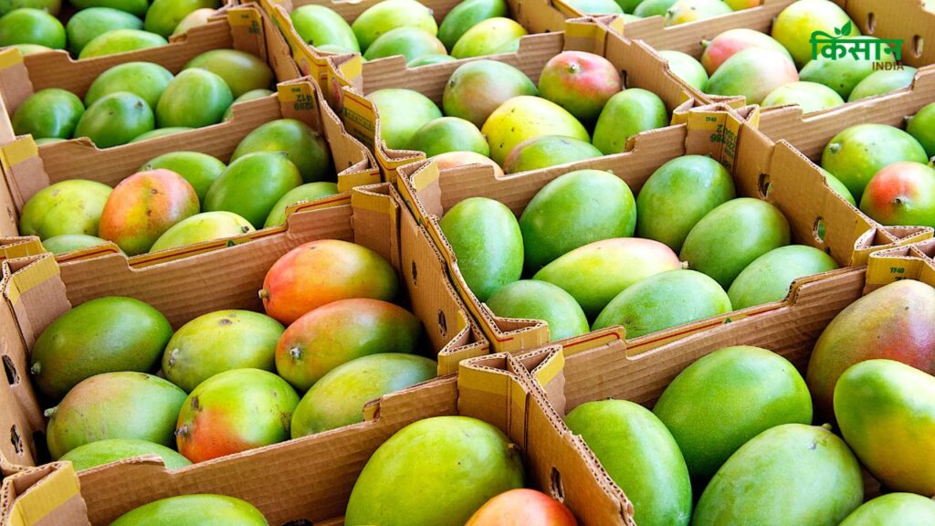 Compensation to mango farmers