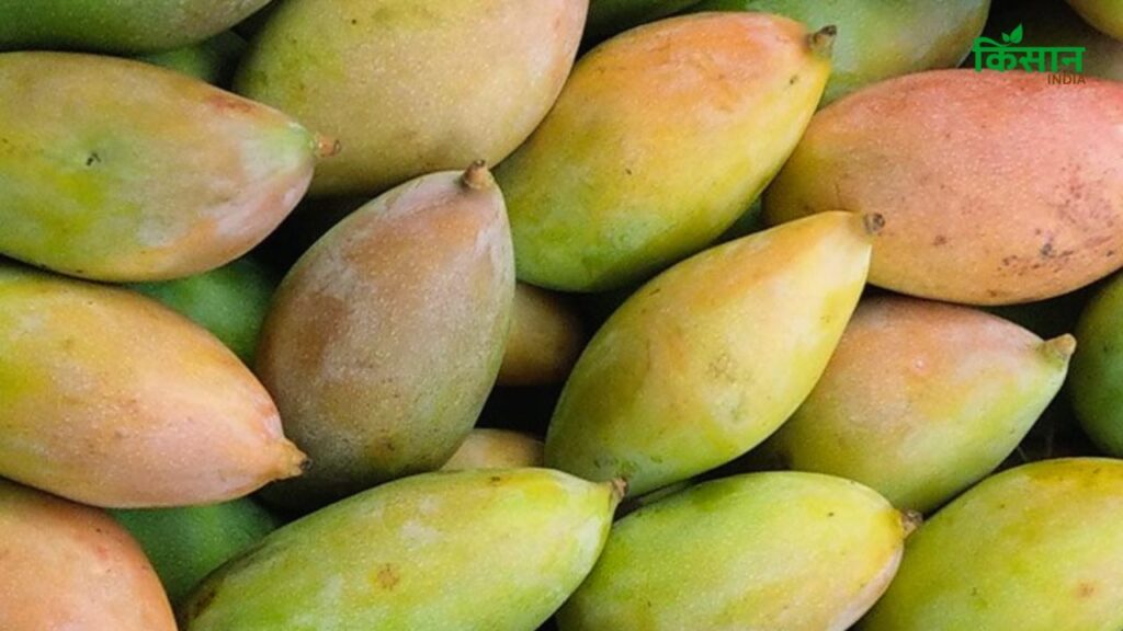 Totapuri Mango (तोते की चोंच जैसा आम): यह आम कर्नाटक, आंध्र प्रदेश और तेलंगाना में उगता है. इसका रंग पकने पर भी हरा ही रहता है और आकार तोते की चोंच जैसा होता है. इसका गूदा उतना मीठा नहीं होता, लेकिन सलाद और अचार के लिए एकदम बेहतरीन माना जाता है.