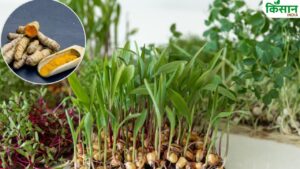 हल्दी किसानों को जून अंत तक मिलेगा मुआवजा, कृषि मंत्री ने किया ऐलान