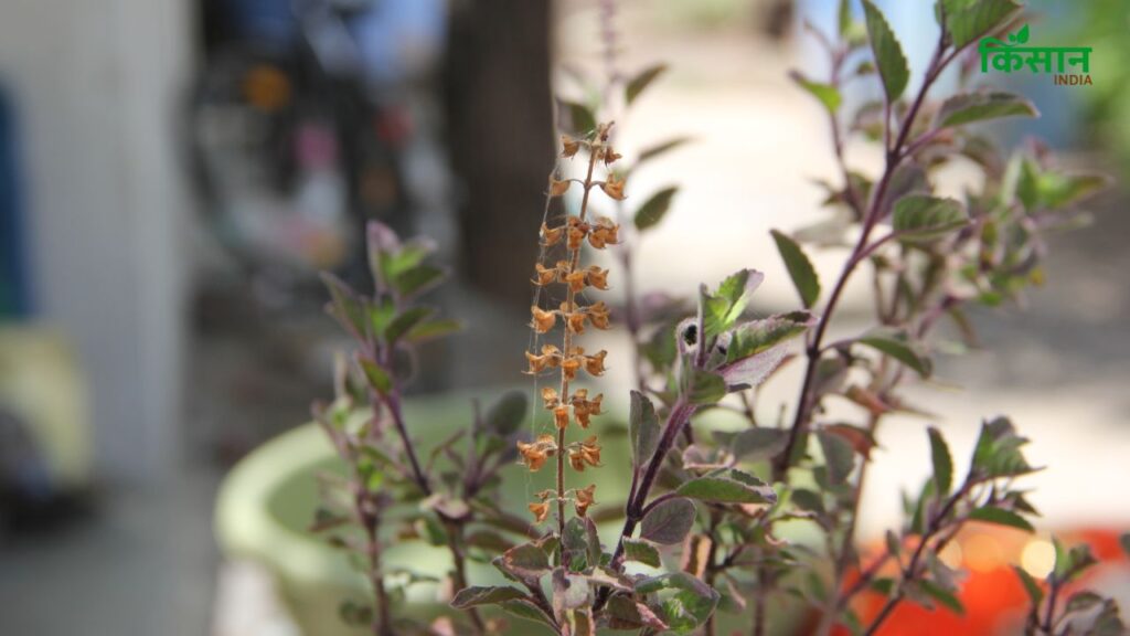 वास्तु शास्त्र में तुलसी को लेकर विशेष नियम बताए गए हैं. इन नियमों का पालन न करना तुलसी के प्रभाव को घटा सकता है और इसके लाभ नहीं मिल पाते. वास्तु शास्त्र में तुलसी को लेकर विशेष नियम बताए गए हैं. इन नियमों का पालन न करना तुलसी के प्रभाव को घटा सकता है और इसके लाभ नहीं मिल पाते.
