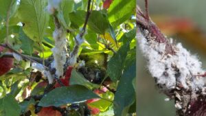 दिखने में रुई जैसा कीट, लेकिन सेब की खेती के लिए है बड़ा खतरा, जानें बचाव के आसान तरीके