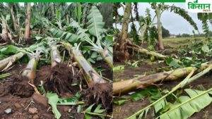 अचानक आई आंधी-बारिश से किसानों को भारी नुकसान, तबाह हो गए 60000 केले के पेड़