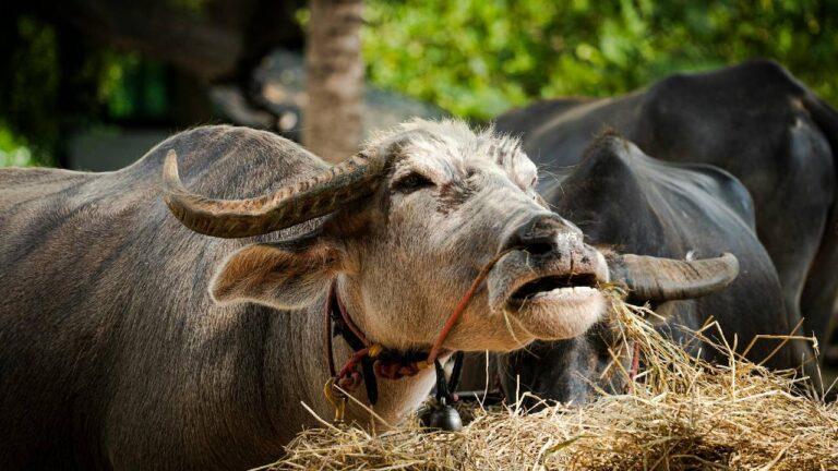 दूध निकालते समय लात मारती है गाय-भैंस? अपनाएं ये कारगर उपाय