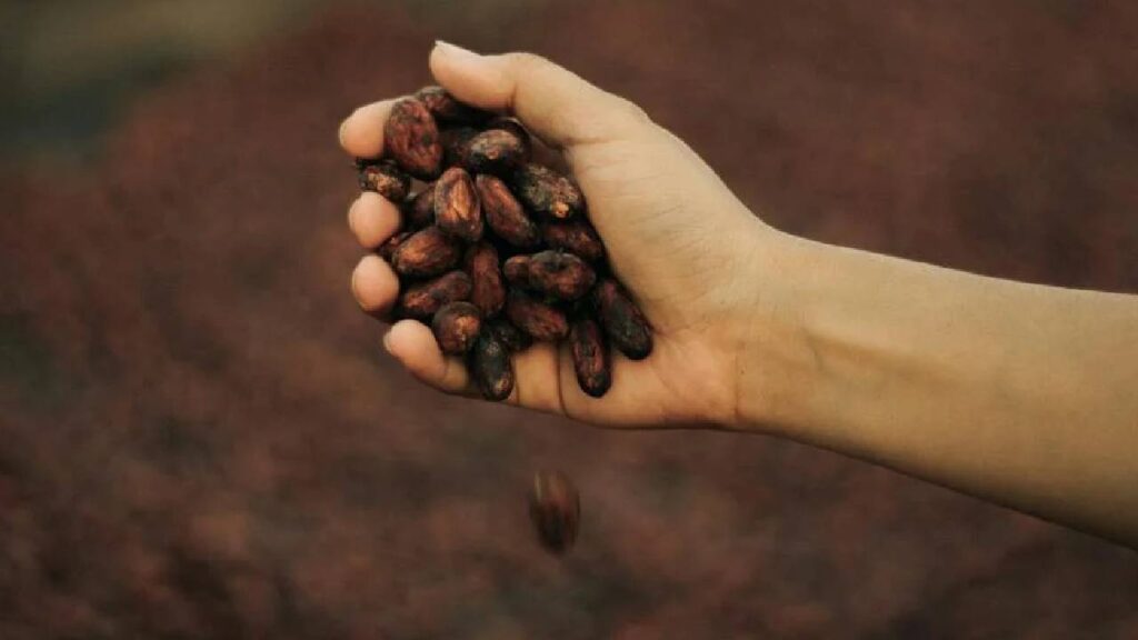 Cocoa Farming in India: How Farmers Can Earn Up to ₹12 Lakh Per Acre and Grow Chocolate Beans Successfully