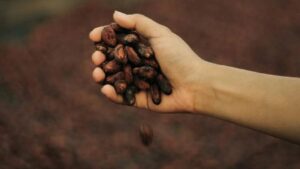 खेतों में किसान लगा लें ये पेड़, इसके बीज से कमा सकते हैं 12 लाख रुपये प्रति एकड़