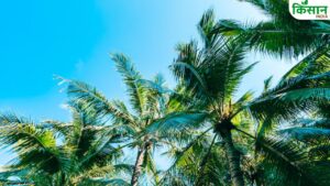 नारियल के पेड़ों में लगी बहुत गंभीर बीमारी, वैज्ञानिकों ने रोग से बचाव के लिए दिए ये सुझाव