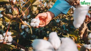 कपास उत्पादन में 25 फीसदी तक गिरावट की संभावना, क्या किसानों को मिलेगा MSP का लाभ?